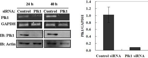 6812 Afr. J. Biotechnol. Figure 2. Plk1 sirna-607 inhibits Plk1 expression. HNE-1 cells were transiently transfected with the control sirna and Plk1 sirna-607, respectively.