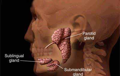 REVIEW OF NORMAL SALIVARY GLAND ANATOMY AND HISTOLOGY Major salivary glands: 3 pairs of exocrine secretory glands Minor salivary glands: numerous (up to 1000), unencapsulated, distributed throughout