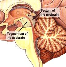 The Midbrain from
