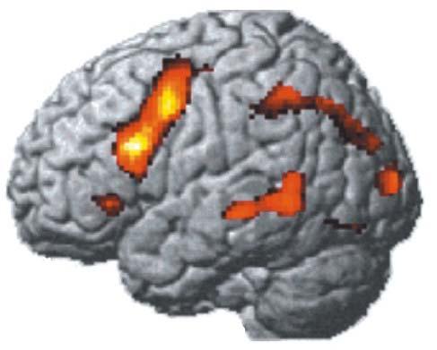 Two systems-level characteristics of cortical function 1.