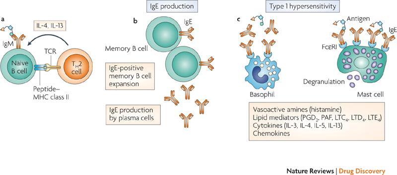 Sequence of Events Leading to IgE Production and Cellular