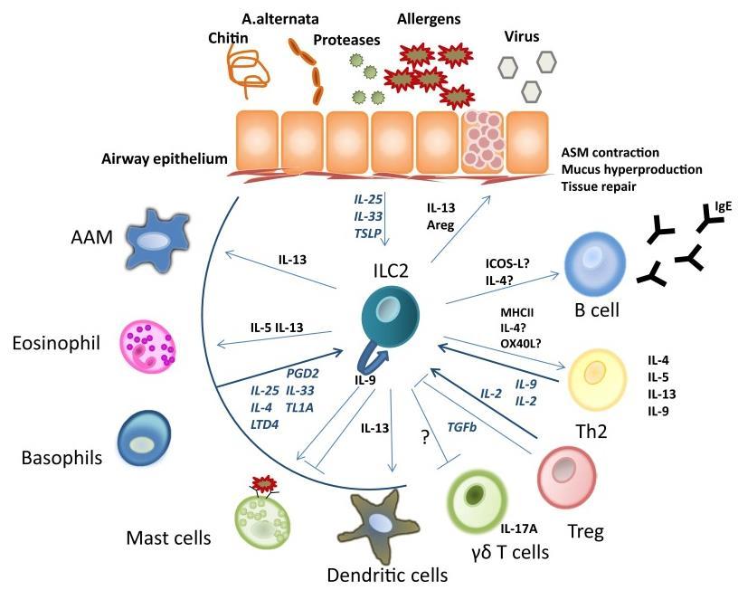 Role of ILC2 cells in asthma van Rijt et