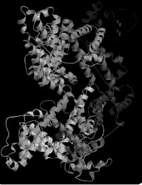 1. UVOD 1.1. Albumin Albumin je največji plazemski protein, ki se sintetizira v jetrnih parenhimskih celicah.
