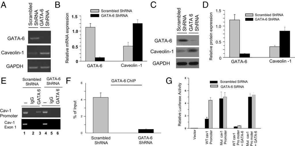 GATA-6 Reduces Expression of Caveolin-1 2247 Figure 11. Mutation of the GATA motif in the caveolin-1 (CAV1) promoter increases luciferase activity in transfected BSM cells.