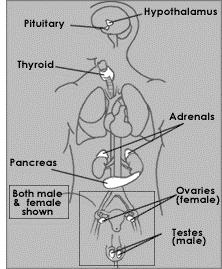 Endocrine System : Helps maintain homeostasis using chemical signals Controls growth and maturation -works with the nervous system Hormones Pituitary gland Ovaries