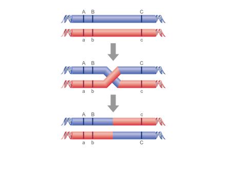 Genetic Linkage Defined Genetic loci that are physically close to one another tend to stay together during meiosis.