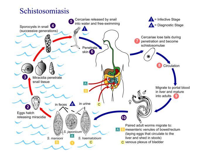 Schistosomes (SCH) Caused by infection