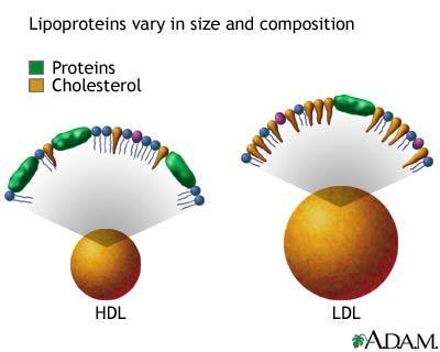 HDL vs.