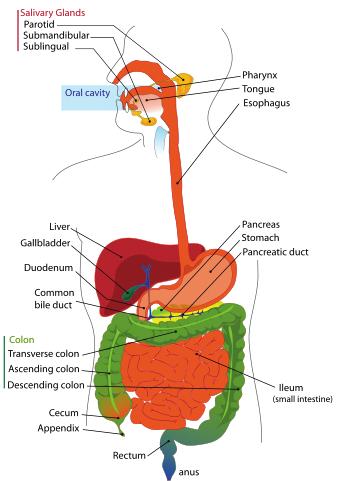 the small intestine. There more enzymes and bile are mixed with chyme, and the breakdown of dietary proteins, fats, and carbohydrates is completed. Most nutrients are absorbed in the small intestine.