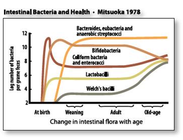 Change in Intestinal Flora with Age: Gut