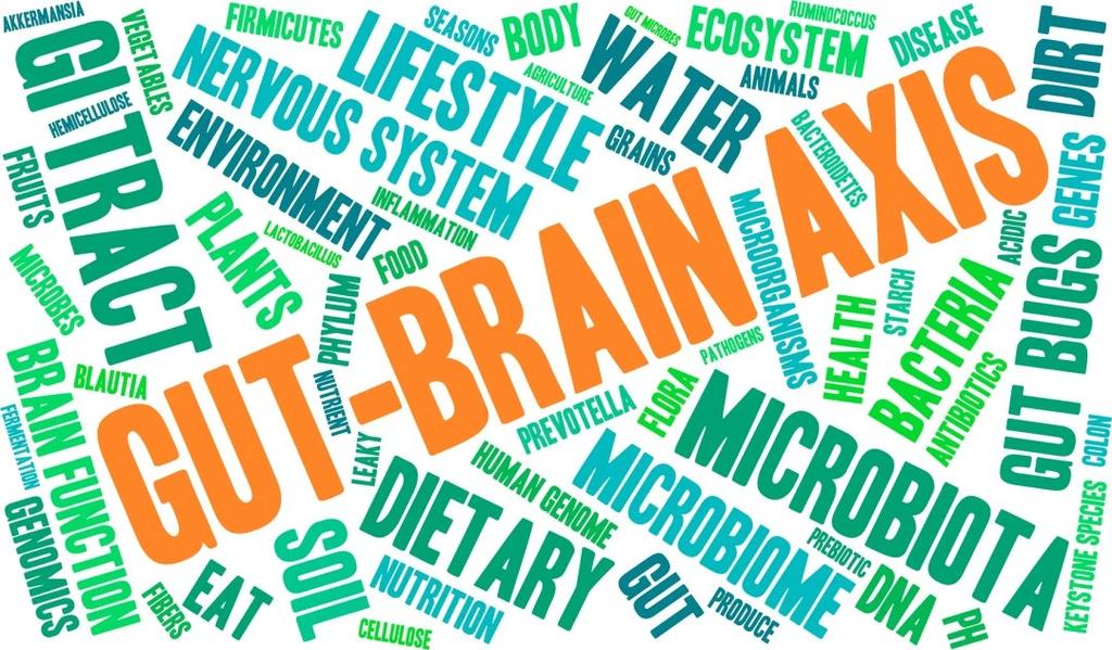 Gut-Brain Axis Clinical Results Lactobacillus helveticus and Bifidobacterium longum significantly reduced psychological distress compared to a placebo group A multi-species probiotic reduced negative