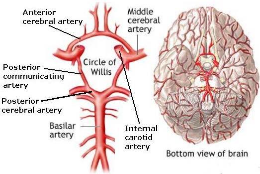 Anterior Circulation Stroke MCA and/or ACA Occlusion of the ICA
