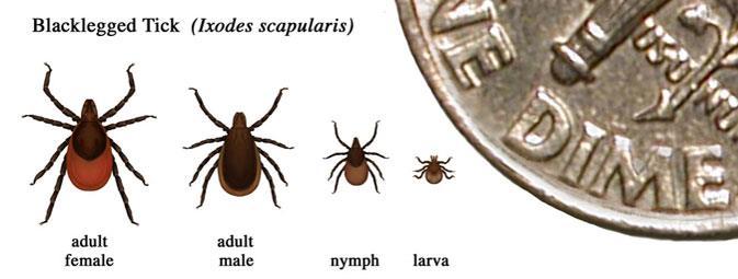 Lyme Disease Photo Credit:CDC.gov Caused by the spirochete bacteria Borrelia burgdorferi.