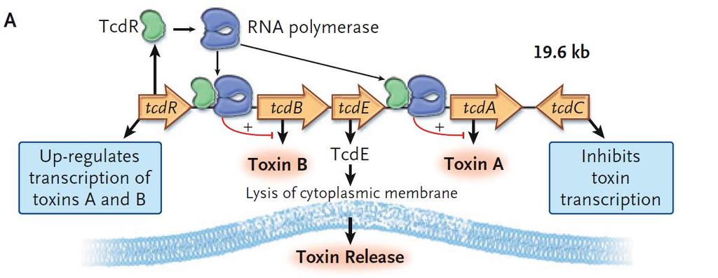 C. difficile Toxin Production Does regulation of toxin production determine clinical outcomes?