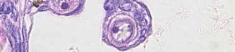 hatchling h t hli Primordial g germ cells emerge g