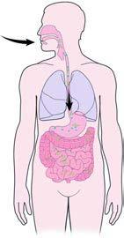 Ingested Normal flora interrupted Small Intestine Spores Germinate C Difficile toxins monocytes Pseudomembrane Toxin A