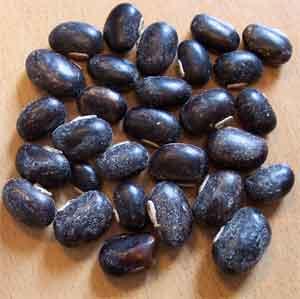 beans Mucuna