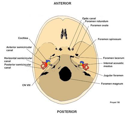 perception and reflexes Understand the importance of vestibular tests for clinical assessment Describe: 1) acoustic neuroma and its the symptoms 2) benign paroxysmal positional vertigo 1.