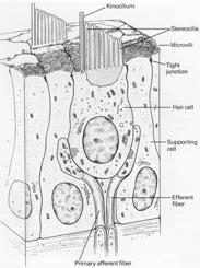 From Principles of Neural Science by Kandel, Schwartz, and Jessell, Appleton 1991 3. Hair Cells Innervated by afferent and efferent fibers of cranial nerve VIII.