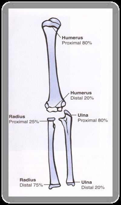 Unique Anatomy For Children and Implications for Injury Physis ( Growth Plates ) 1. Adds longitudinal growth of the bone 2.