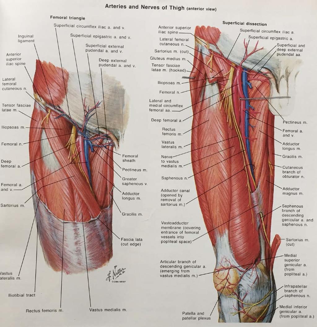 Anterior Thigh Femoral Artery Femoral Nerve - Quadriceps Saphenous Nerve end branch of Femoral Nerve Obturator