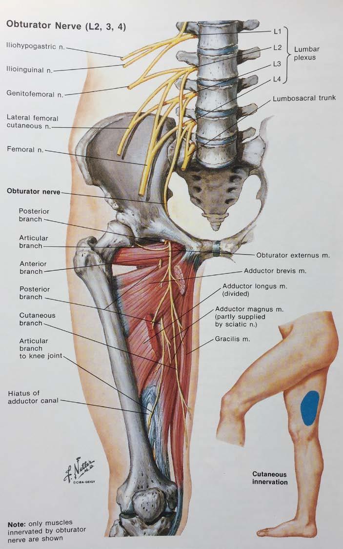Medial Thigh Obturator Nerve - Medial Compartment of Thigh to supply the Adductor Muscles It