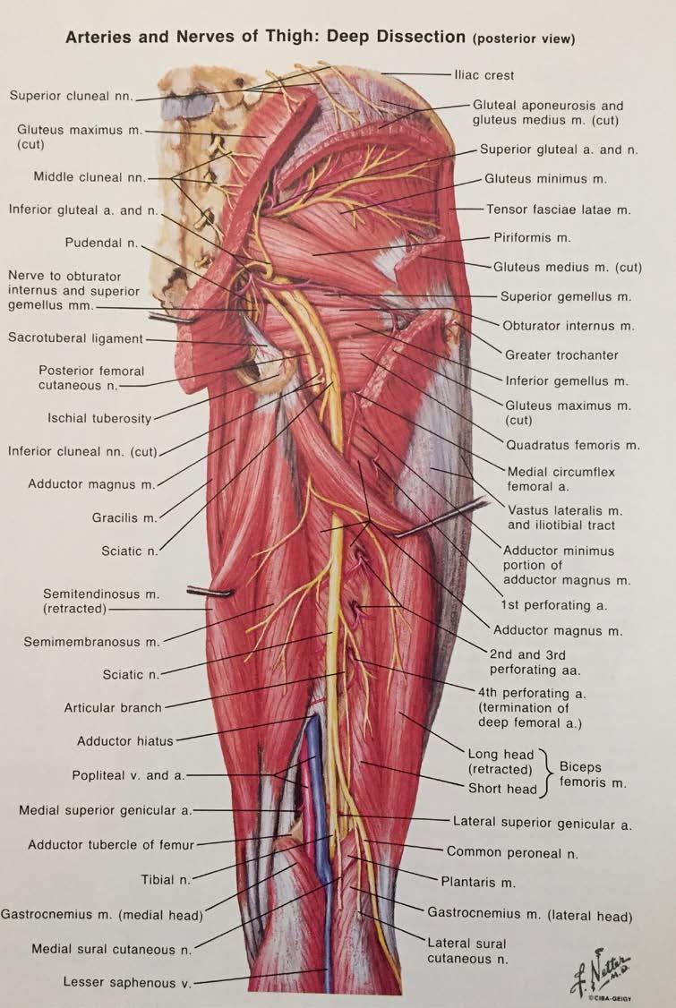 Posterior Thigh Sciatic Nerve - Posterior Compartment of Thigh Supplies