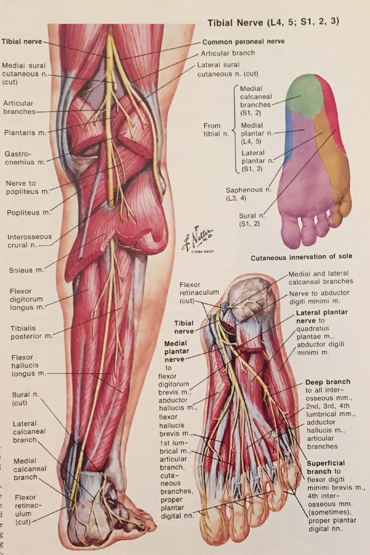Posterior Leg Tibial Nerve - Posterior Compartment of the Leg - also called