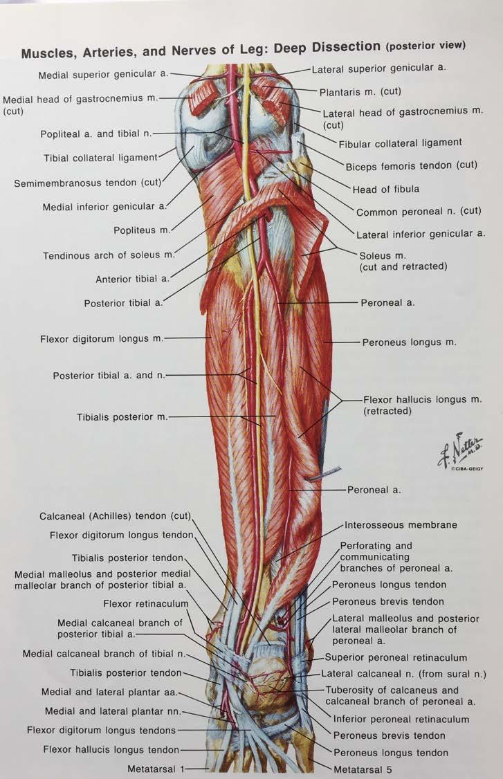 Posterior Leg Femoral Artery becomes the Popliteal Artery - moving from Anterior Compartment of Thigh to Posterior