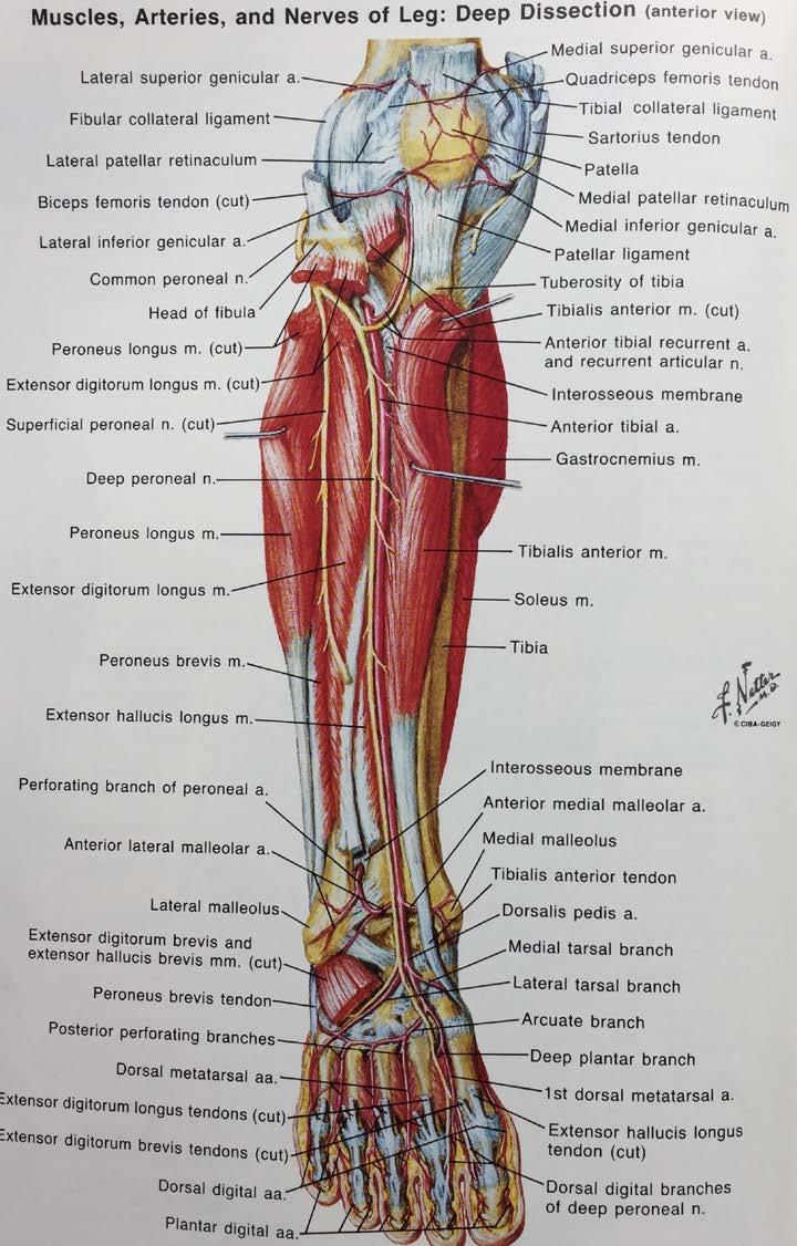 Anterior Leg Popliteal Artery Splits into Anterior Tibial Artery which pierces the Intermuscular
