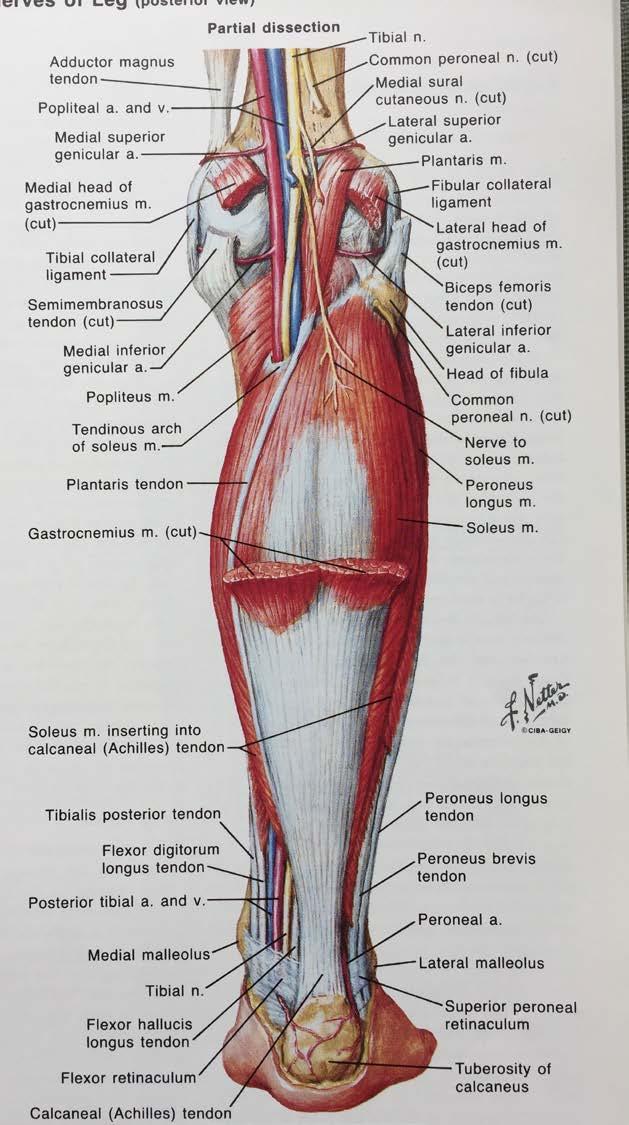 Posterior Leg Popliteal Artery Splits into Popliteal Artery Splits into Anterior Tibial Artery