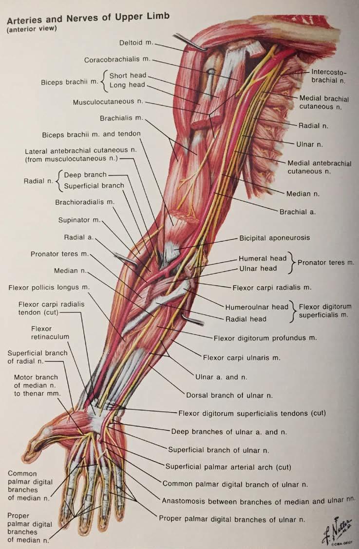 Upper Extremity Brachial Artery Radial Artery Ulnar Artery