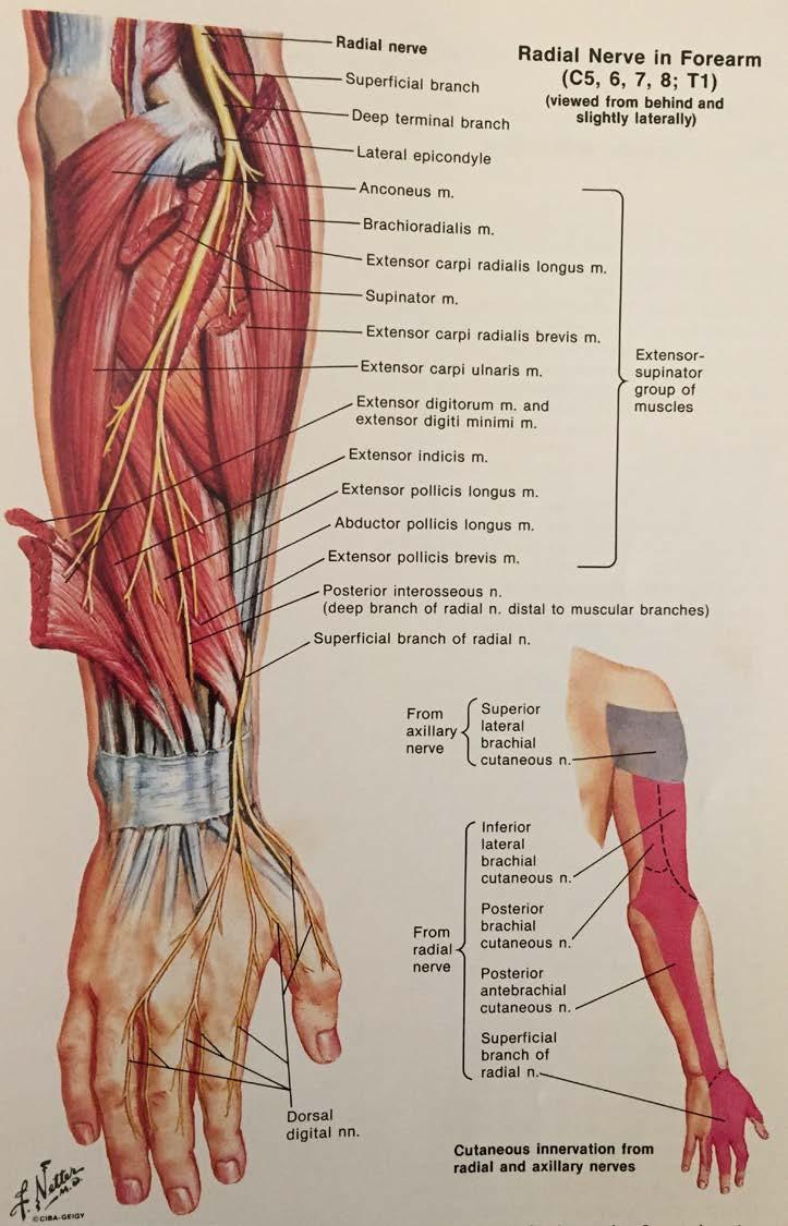 Dorsal Forearm Radial Nerve Motor Function Extensors