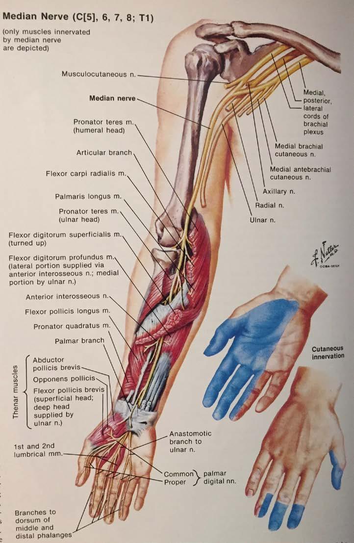 Volar Forearm Median Nerve Motor Function Flexion of Thumb Flexion Radial Side of Wrist Flexion