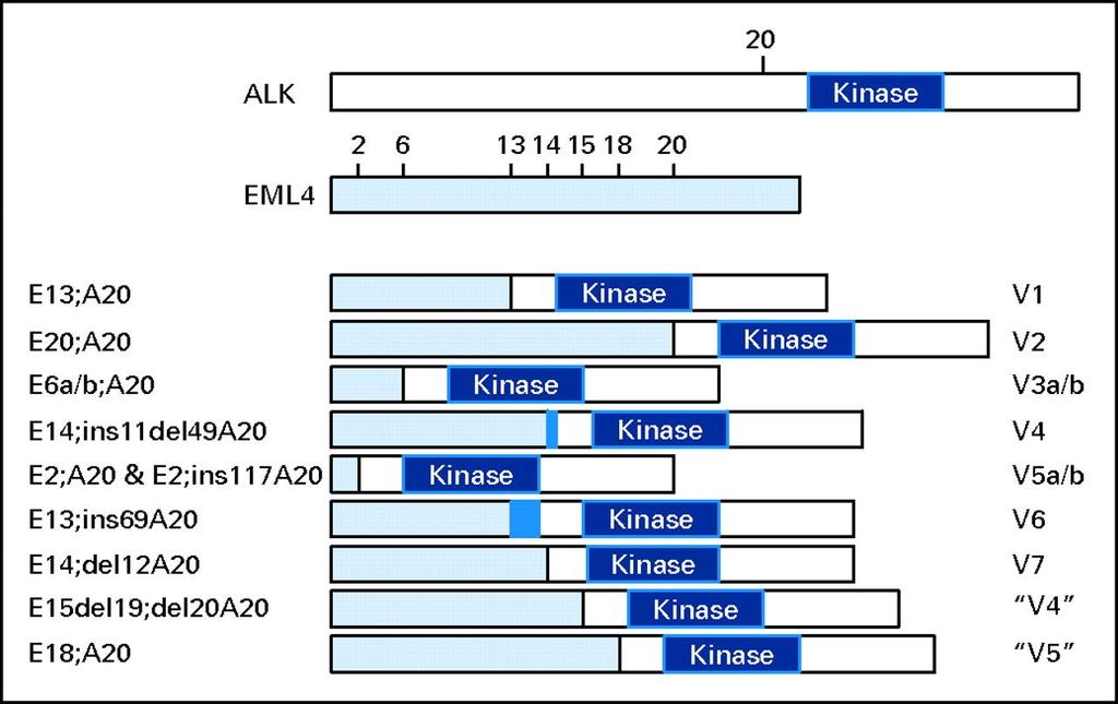 Survival according to type of mutation after first-line EGFR TKI Probability of survival 1.00 0.75 N EGFR+ / KRAS WT 47 RR (%) 68 Median TTP (months) 13.1 Median OS (months) 24.