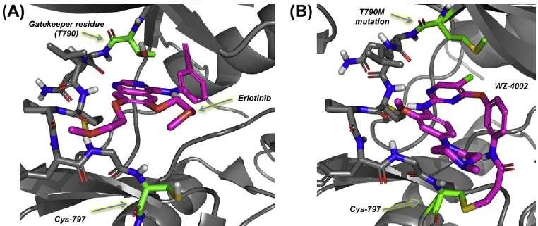 3rd-generation EGFR TKI Irreversible binding occurs due to covalent bond with C797.