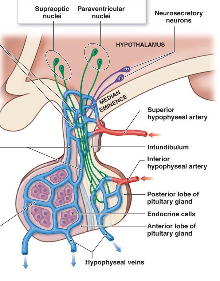 مهمة Pituitary Gland Lobes Explained further in physiology Anterior Lobe (adenohypophysis) o Hormone releasing & inhibiting factors produced by hypothalamus use Hypophyseal Portal System