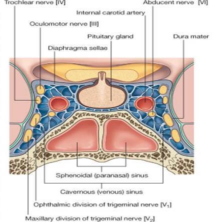 Pituitary Gland Important Relations The relations are important SUPERIOR: Diaphragma sellae: A fold of dura