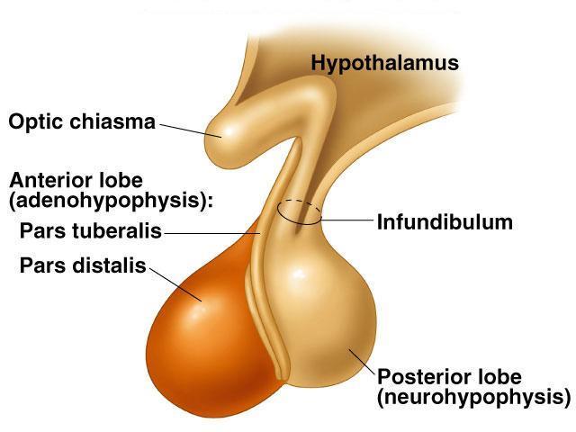 Pituitary Gland Subdivisions 02:00 Hypothalamo -hypophyseal