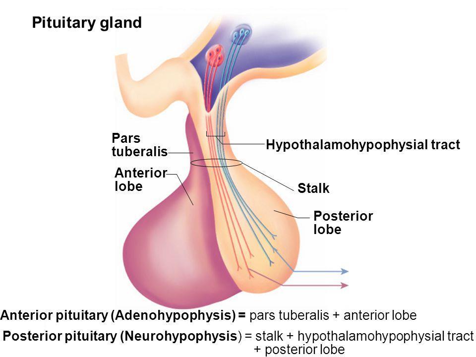 (Adenohypophysis): it is the True gland, secretes hormones.