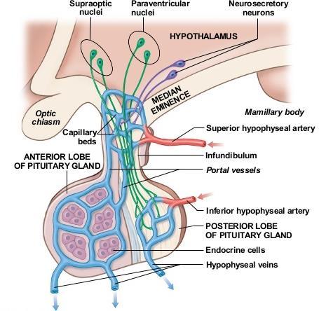 Pituitary Gland Blood supply o Arteries: superior & inferior hypophyseal arteries (branches from internal carotid artery).