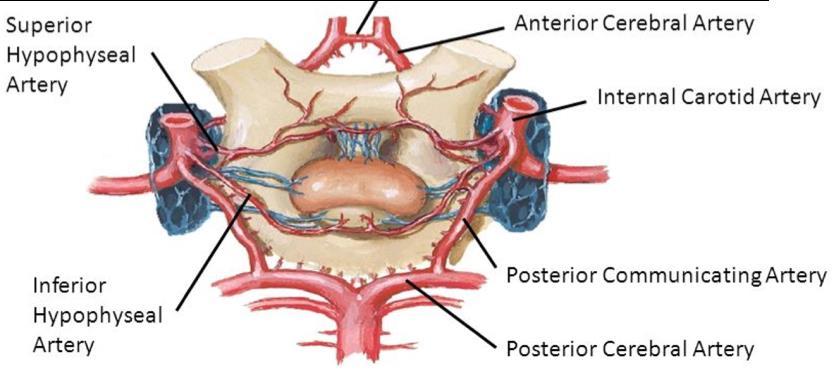 Remember also that it was formed by the internal carotid and basilar arteries.