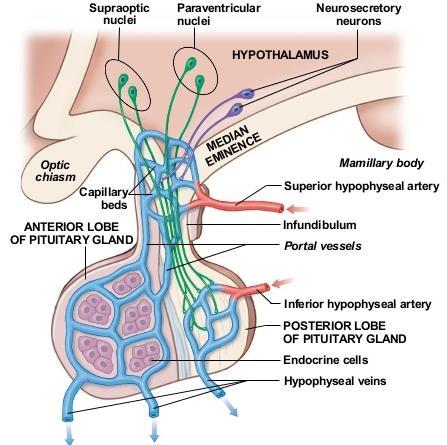 Pituitary Gland Distribution of Arteries o Superior Hypophyseal: supplies infundibulum and anterior lobe forms a capillary network from which vessels pass downward & form sinusoids