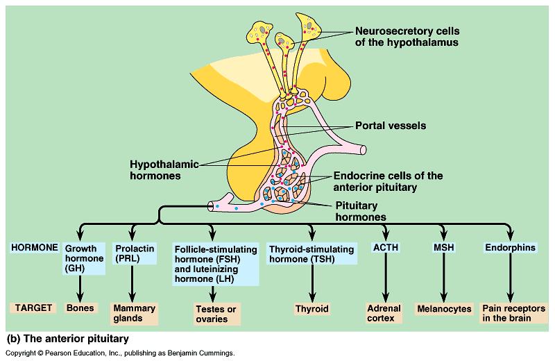 1. Thyroid-releasing hormones released from hypothalamus act on cells in anterior pituitary to stimulate production and secretion of a specific hormone. 2.
