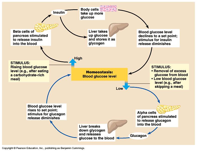 5. Glucagon is secreted between meals in response to low blood glucose level. a. Liver and adipose tissue are main targets. b. Adipose tissue ce