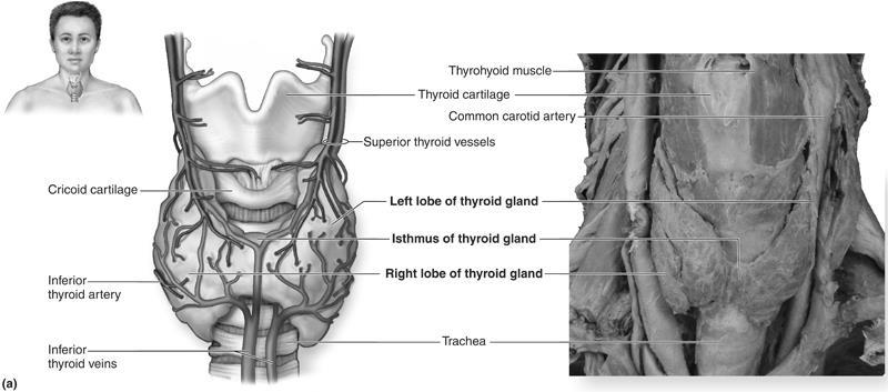 Figure 6: Thyroid Gland The Thyroid Gland secretes the hormone Thyroxine or TH when stimulated by TSH from the anterior pituitary.