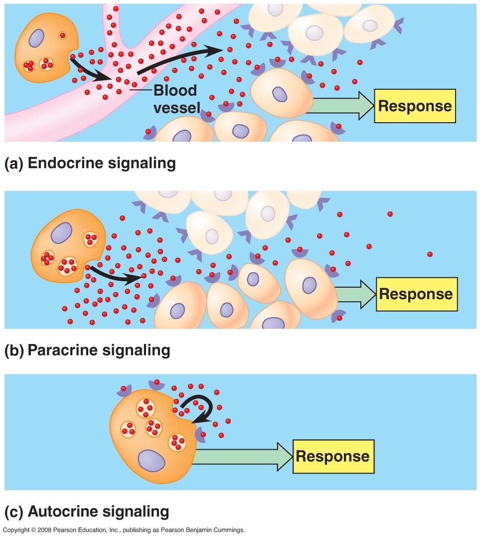 Types of signaling Endocrine: Classically, the bloodstream is used for message delivery