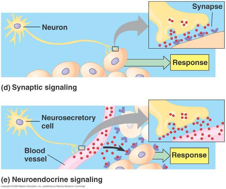 Types of cell signaling Synaptic: Neurons secrete molecules (neurotransmitters), at synapses Short distance diffusion