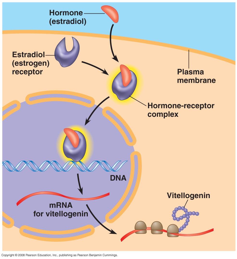Non-polar hormones & Signal Hormone - receptor complex forms In cytoplasm (steroids) Nucleus