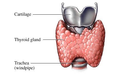 Thyroid http://stb.msn.